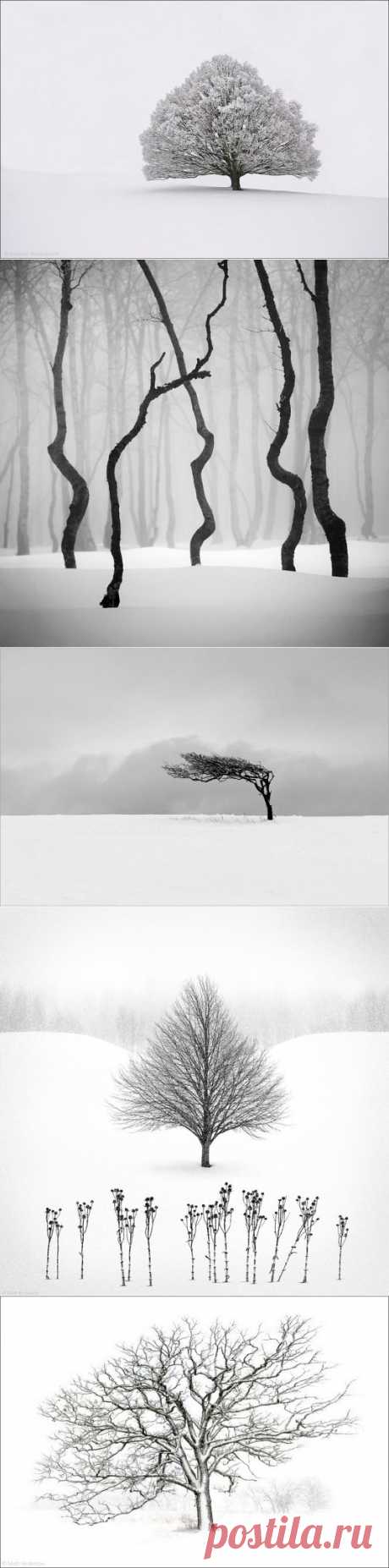 Графичные зимние пейзажи: строгость и лаконичность - Фотопанорама