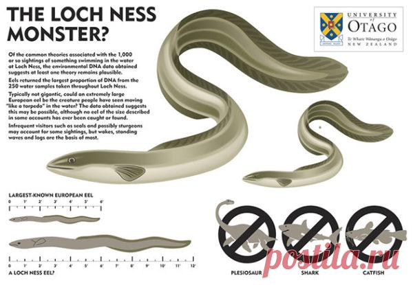 Результаты eDNA-анализа озера Лох-несс | Непознанный мир