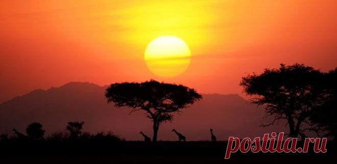 HIC ET NUNC: Сафари в Кении и Танзании
