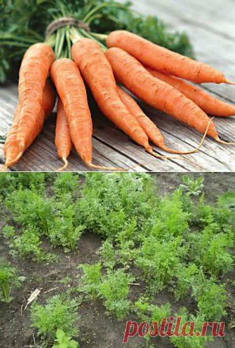 Морковь - выращивание и уход | Образцовая Усадьба