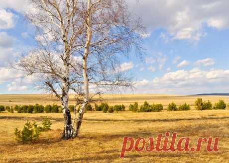 Birch Trees  Free Stock Photo HD - Public Domain Pictures