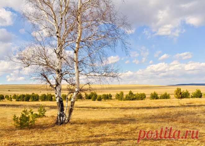Birch Trees  Free Stock Photo HD - Public Domain Pictures