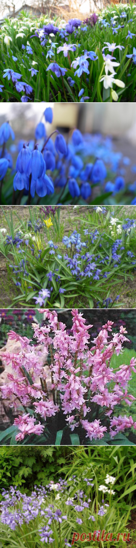 Голубые «островки» в саду — 6 соток