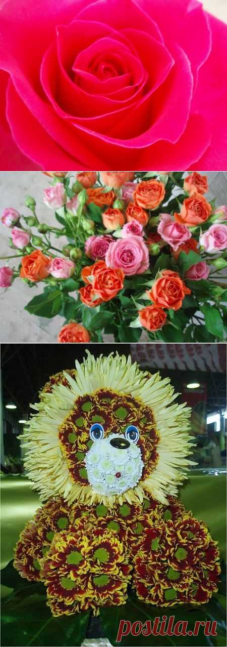 фото работы / Истории в картинках / PassionForum - мастер-классы по рукоделию