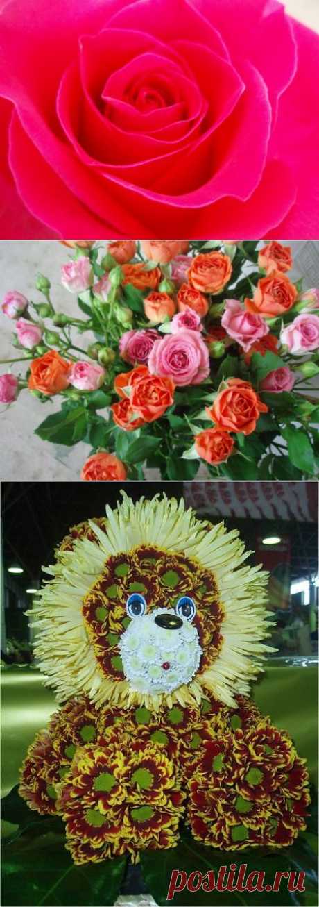 фото работы / Истории в картинках / PassionForum - мастер-классы по рукоделию