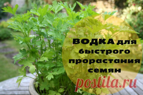 Невероятный результат -  водка для быстрого прорастания семян ВОДКА ДЛЯ БЫСТРОГО ПРОРАСТАНИЯ СЕМЯН Сохраните, чтобы не потерять! Обычно семена моркови, петрушки, сельдерея, укропа и других культур плохо прорастают. Я прочла такой совет: Нужно провести предпосадо…
