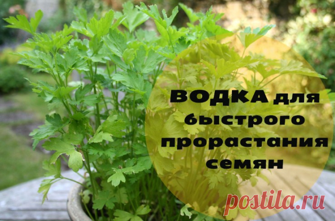 Невероятный результат -  водка для быстрого прорастания семян ВОДКА ДЛЯ БЫСТРОГО ПРОРАСТАНИЯ СЕМЯН Сохраните, чтобы не потерять! Обычно семена моркови, петрушки, сельдерея, укропа и других культур плохо прорастают. Я прочла такой совет: Нужно провести предпосадо…