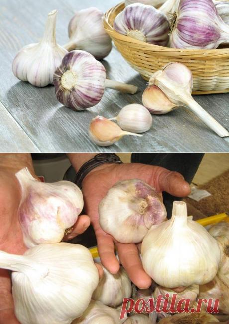 Основные хитрости посадки чеснока на зиму для получения большого урожая