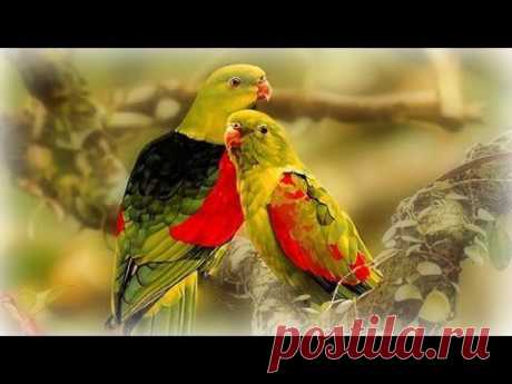 ❀ Spring Birds - YouTube