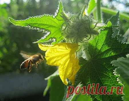 Пустоцвет на огурцах - Огород и дача Огород и дача