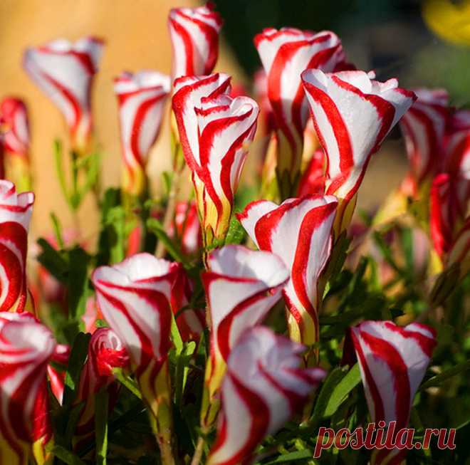 Egrow 100шт / Сумка Oxalis Versicolor Candy Cane Щавель Семена Редкий Цветы Семена для дома Сад Растения