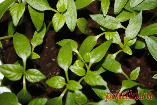 Теперь сею перец только таким способом, всходы появляются равномерно и нет 