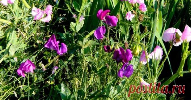 Как улучшить почву без удобрений — Субботний Рамблер