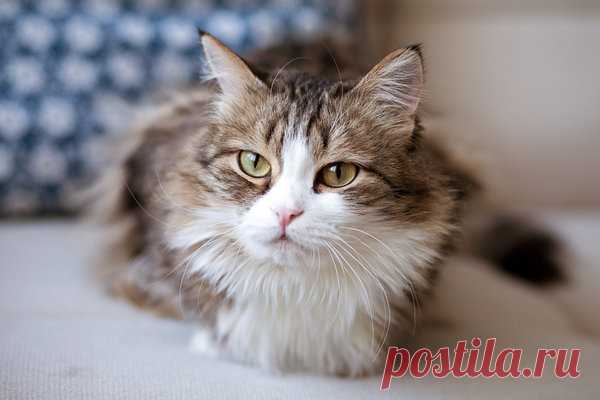 Почему кошка гадит на постель? | Meow gallery | Яндекс Дзен