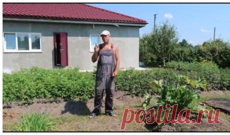 Простой радикальный способ избавиться от колорадских жуков