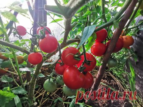 Чтобы не потерять урожай, в августе провожу жёсткую обрезку помидоров. Нужное мероприятие, которое мы часто упускаем из виду  ― в июне. А в следующем году можно обойтись менее радикальным подходом и просто вырезать лишние побеги. Не стоит также забывать, что для хорошего урожая необходимо соблюдать основные правила агротехники (полив, подкормки, профилактика заболеваний). В течение всего сезона я регулярно опрыскиваю помидоры от фитофтороза, а в период плодоношения обрабатываю средством «Байка…