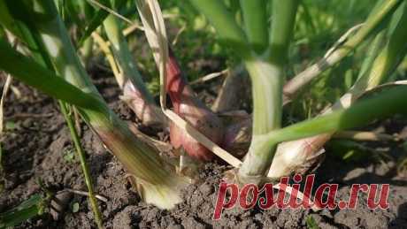 ЗДОРОВЫЙ ОГОРОД БЕЗ ХИМИИ
Сохраните, чтобы не потерять!

В последние годы в интернете очень активно обсуждается вопрос получения на небольших частных участках (дача, придомовой огород, дом на земле) экологического урожая, повышения плодородия почвы, минимизации обработок почвы и вообще выполнения трудоемких ручных работ. Приводятся положительные примеры возделывания огородного участка без перекопки почвы, выращивание овощей в «красивом» огороде, стиснутом со всех сторон де...