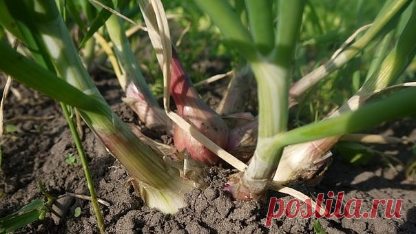 ЗДОРОВЫЙ ОГОРОД БЕЗ ХИМИИ
Сохраните, чтобы не потерять!

В последние годы в интернете очень активно обсуждается вопрос получения на небольших частных участках (дача, придомовой огород, дом на земле) экологического урожая, повышения плодородия почвы, минимизации обработок почвы и вообще выполнения трудоемких ручных работ. Приводятся положительные примеры возделывания огородного участка без перекопки почвы, выращивание овощей в «красивом» огороде, стиснутом со всех сторон де...