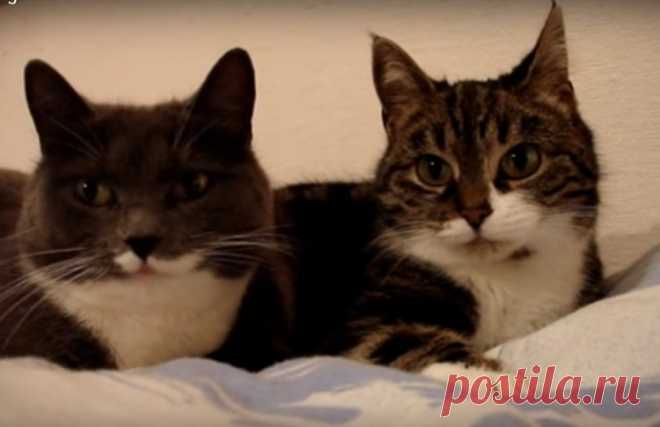 10 видео с котами, которые набрали больше всего просмотров на YouTube | Time Out