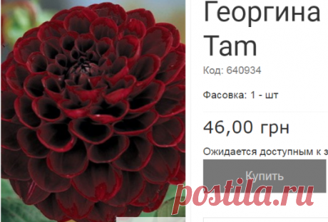 Георгина шаровидная Tam Tam 1 шт купить семена почтой - - Каталог из газеты №1 2018. Сельский Вестник.