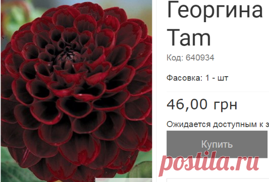 Георгина шаровидная Tam Tam 1 шт купить семена почтой - - Каталог из газеты №1 2018. Сельский Вестник.