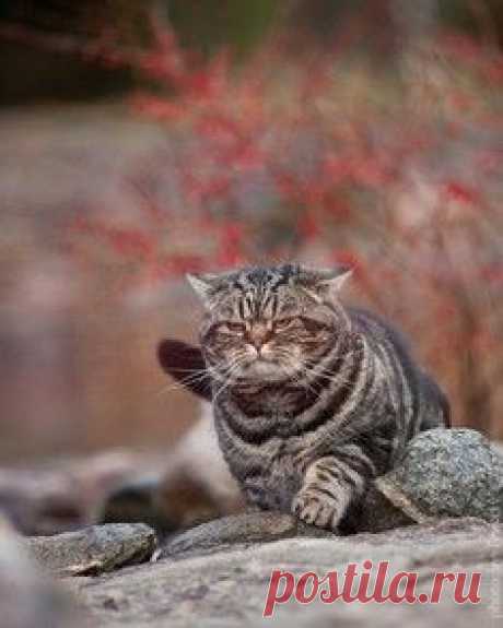 Львица защищает своего львенка / Surfingbird - проводи время с пользой для себя!