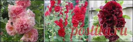 Мальва, шток-роза