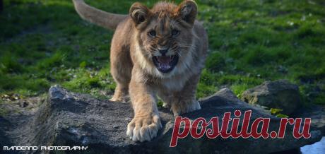 African lion cub - Olmense Zoo Angry african lion cub