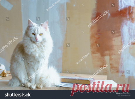 Белый Пушистый Кот Желтые Глаза Сидит Фотография Со Стока (Редактировать Сейчас) 1635621913