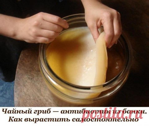 Чайный гриб — антибиотик из банки. Как вырастить самостоятельно.