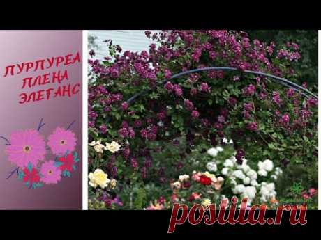 САМЫЕ КРАСИВЫЕ СОЧЕТАНИЯ с клематисом Пурпуреа Плена Элеганс