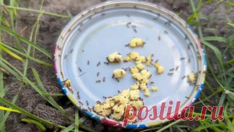 Un remedio que ayudará a deshacerse por completo de las hormigas en el jardín / Homebodies