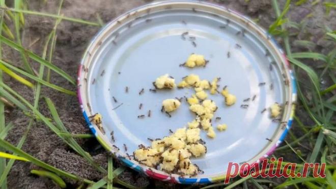 Un remedio que ayudará a deshacerse por completo de las hormigas en el jardín / Homebodies