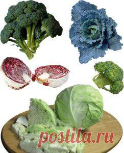 Полезные свойства капусты | vita-jizn.net
Полезные свойства капусты определяются ее составом. Самое ценное ее свойство — это то, что полезные свойства капусты мало теряются при ее хранении и заготовке.
Капуста повышает иммунитет, снимает головную боль, выводит канцерогены, лечит язву желудка и 12-перстной кишки, выводит холестерин, улучшает работу кишечника...