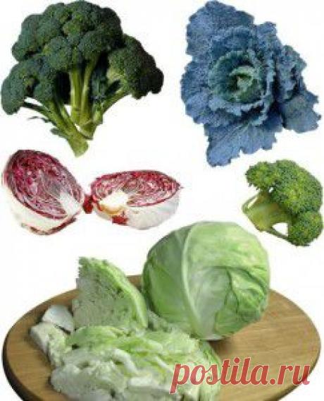 Полезные свойства капусты | vita-jizn.net
Полезные свойства капусты определяются ее составом. Самое ценное ее свойство — это то, что полезные свойства капусты мало теряются при ее хранении и заготовке.
Капуста повышает иммунитет, снимает головную боль, выводит канцерогены, лечит язву желудка и 12-перстной кишки, выводит холестерин, улучшает работу кишечника...