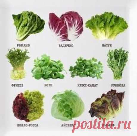 О пользе салата