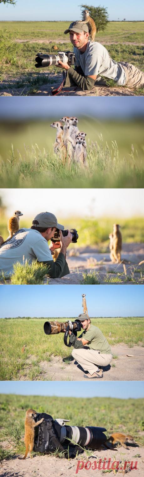 Необычная дружба между фотографом и сурикатами (25 фото)