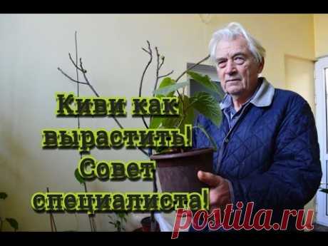 Киви.  Опыт разведения киви.  Советы специалиста !