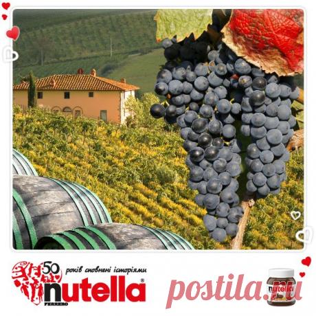 У Італії існує культ вина - бокал сухого напою п'ють щодня під час одного з прийомів їжі. І справді, вино в такій кількості корисне для здоров'я, а італійці вважають його ще й елементом довголіття. Тому не дивно, що щорічно середньостатистичний італієць випиває 26 літрів вина!