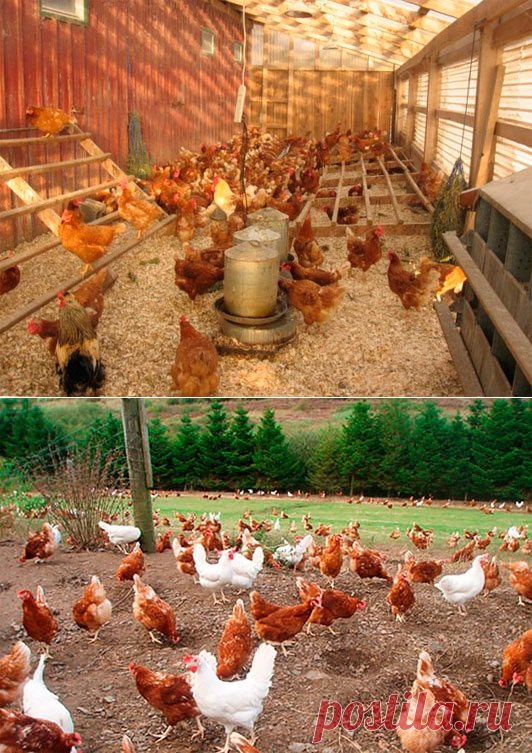 Бизнес на домашних яйцах: мой опыт на домашней ферме