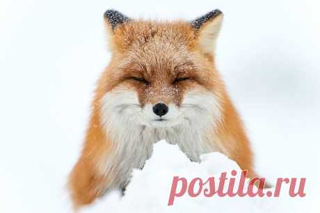 Горный инженер с Чукотки фотографирует лис