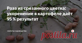 Роза из срезанного цветка: укоренение в картофеле даёт 95 % результат Розы во все времена считались красивыми цветами. Их дарили на дни рождения, свадьбы, при признании в любви. В мире не существует человека, который бы ни любовался этим цветком. Однако не все знают, что его выращивание возможно необычным методом - с помощью клубня картофеля.
Размножение происходит с помощью черенков. Вы можете взять их с растения в вашем саду. Но более интересный способ — отрезать