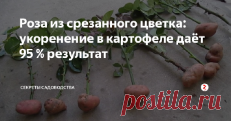 Роза из срезанного цветка: укоренение в картофеле даёт 95 % результат Розы во все времена считались красивыми цветами. Их дарили на дни рождения, свадьбы, при признании в любви. В мире не существует человека, который бы ни любовался этим цветком. Однако не все знают, что его выращивание возможно необычным методом - с помощью клубня картофеля.
Размножение происходит с помощью черенков. Вы можете взять их с растения в вашем саду. Но более интересный способ — отрезать