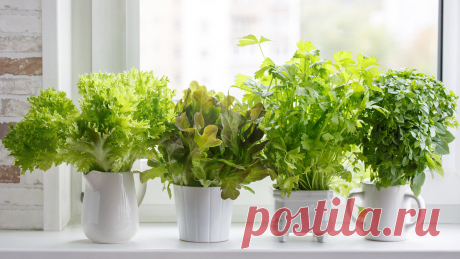 Октябрьский подоконник: какой огород посеять сейчас, чтобы к Новому году подарить себе свежую зелень | Огородница | Дзен