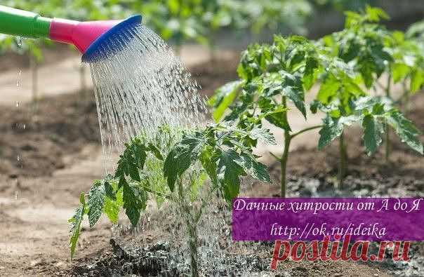 поливаем правильно