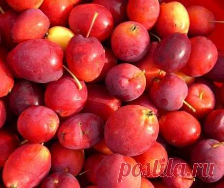 Яблонька - китайка