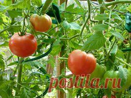 Томат (Помидор) | Индасад.ру