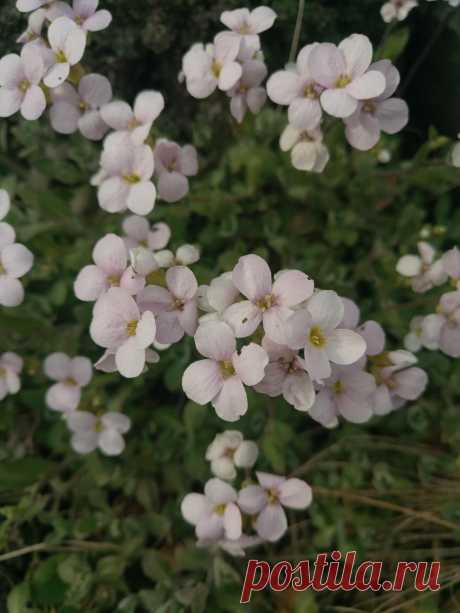 Арабис, резуха кавказская (Arabis caucasica)