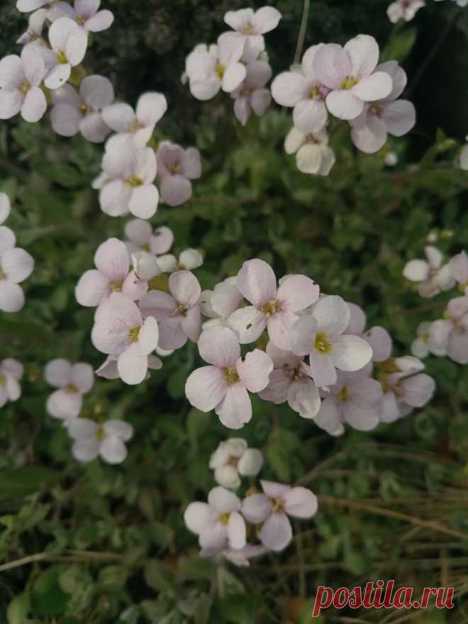 Арабис, резуха кавказская (Arabis caucasica)