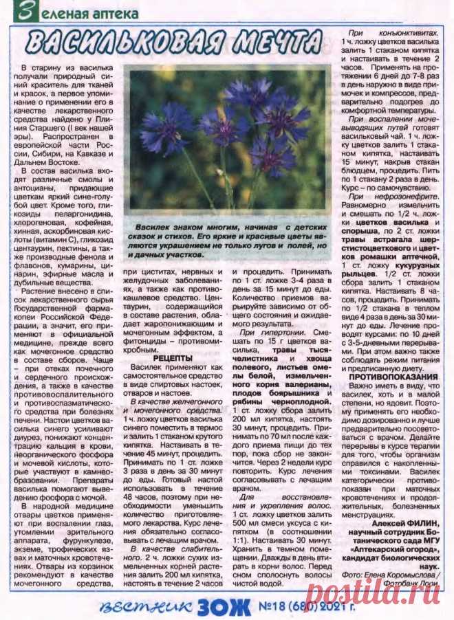 Василек - лечебные свойства
